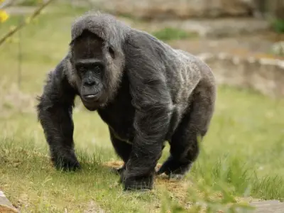 Celtics players weigh in on viral ‘100 people vs. gorilla’ debate