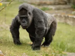 Celtics players weigh in on viral ‘100 people vs. gorilla’ debate