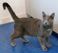 What to do if your cat goes missing